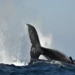 Stablecoin Premiums Rise as Offshore Dollar Stress Deepens